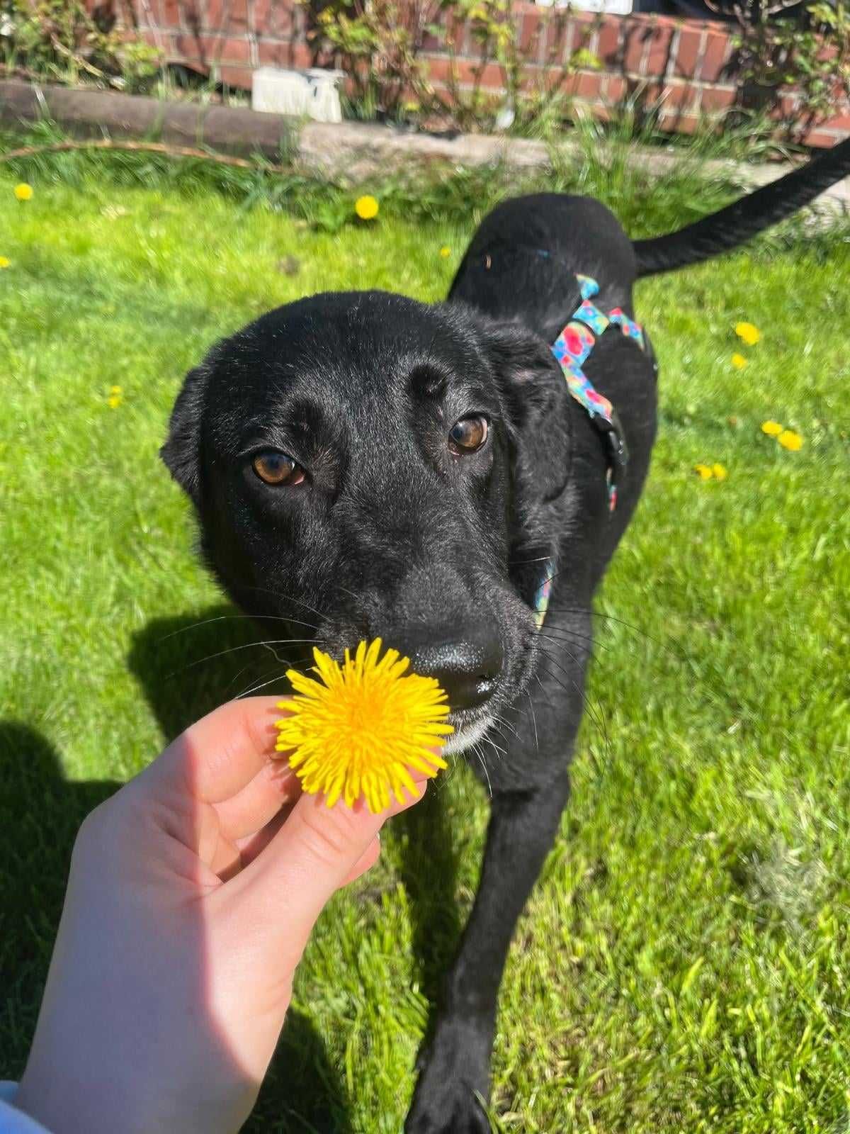 Radosny wspaniały psi przyjaciel do adopcji