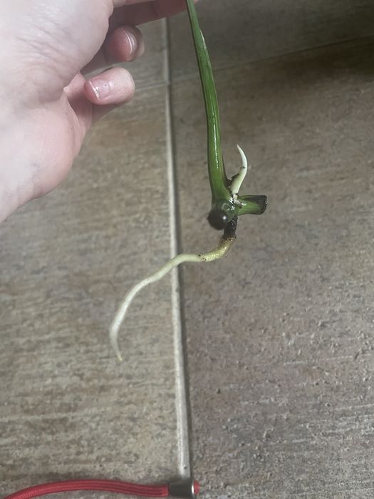 Монстера альба зріз