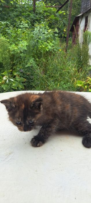 Продам кошечку мейн- кун