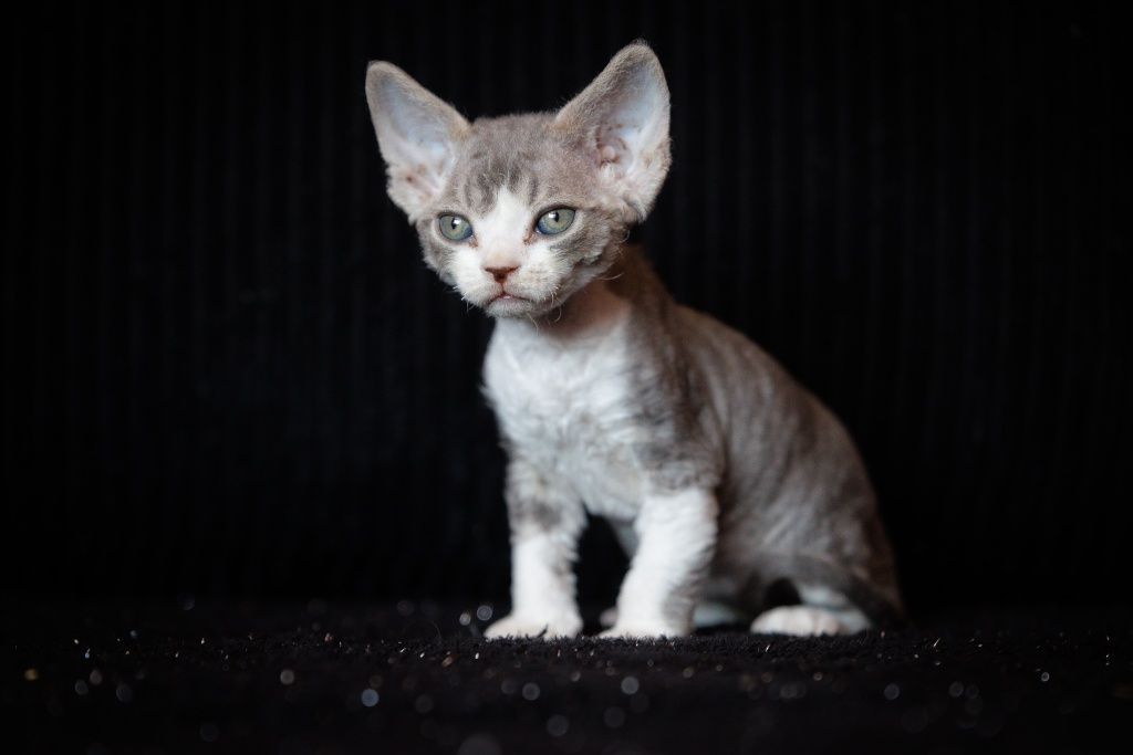 Devon Rex* chłopczyk* Erwin* niebieski bicolor pręgowany