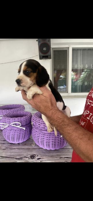 Щенки бігля окрас триколор