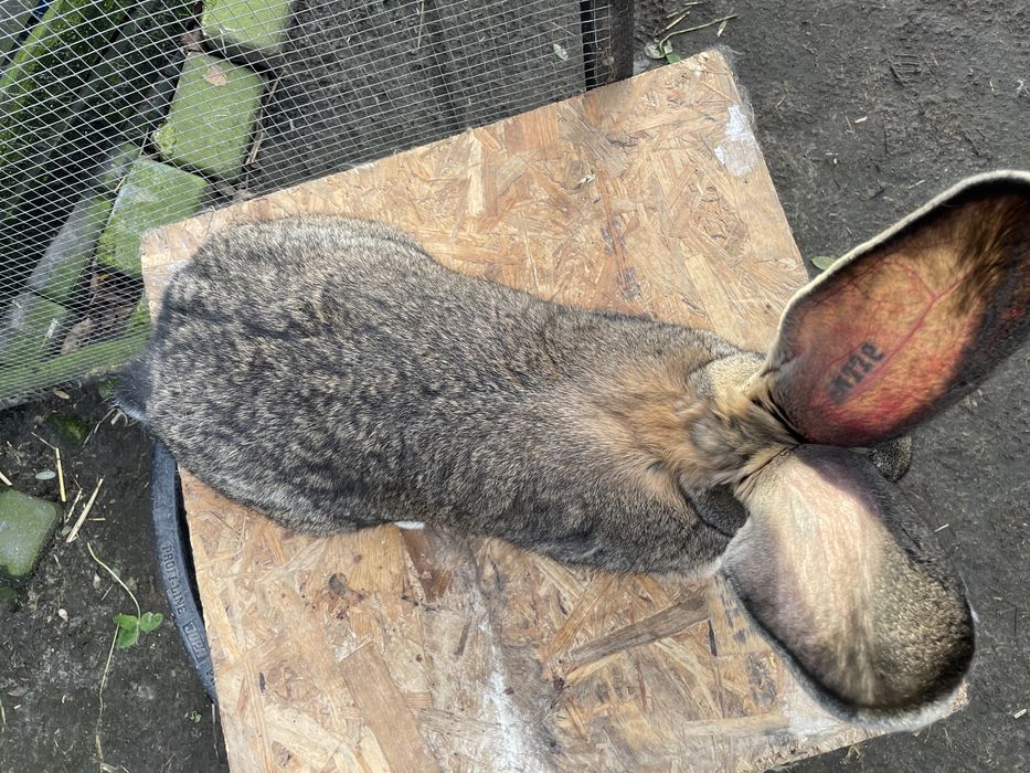 Olbrzym Belgijski Szary SAMICA