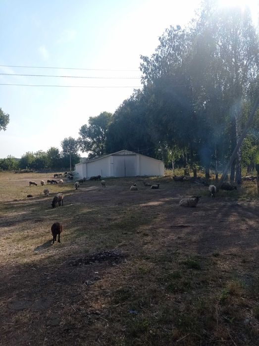 Продам баранів!Романівська порода!