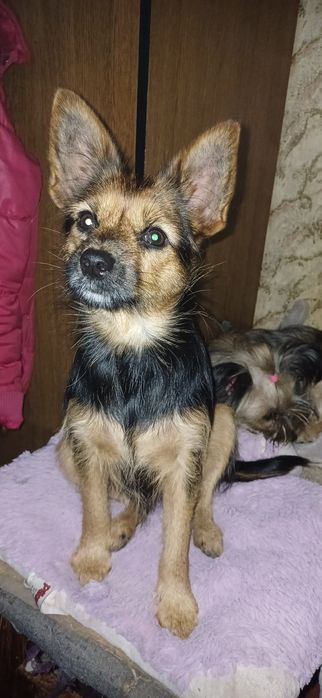 Ярка дівчинка з вагою 5 кг