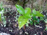 Sementes Plantas Camélia
