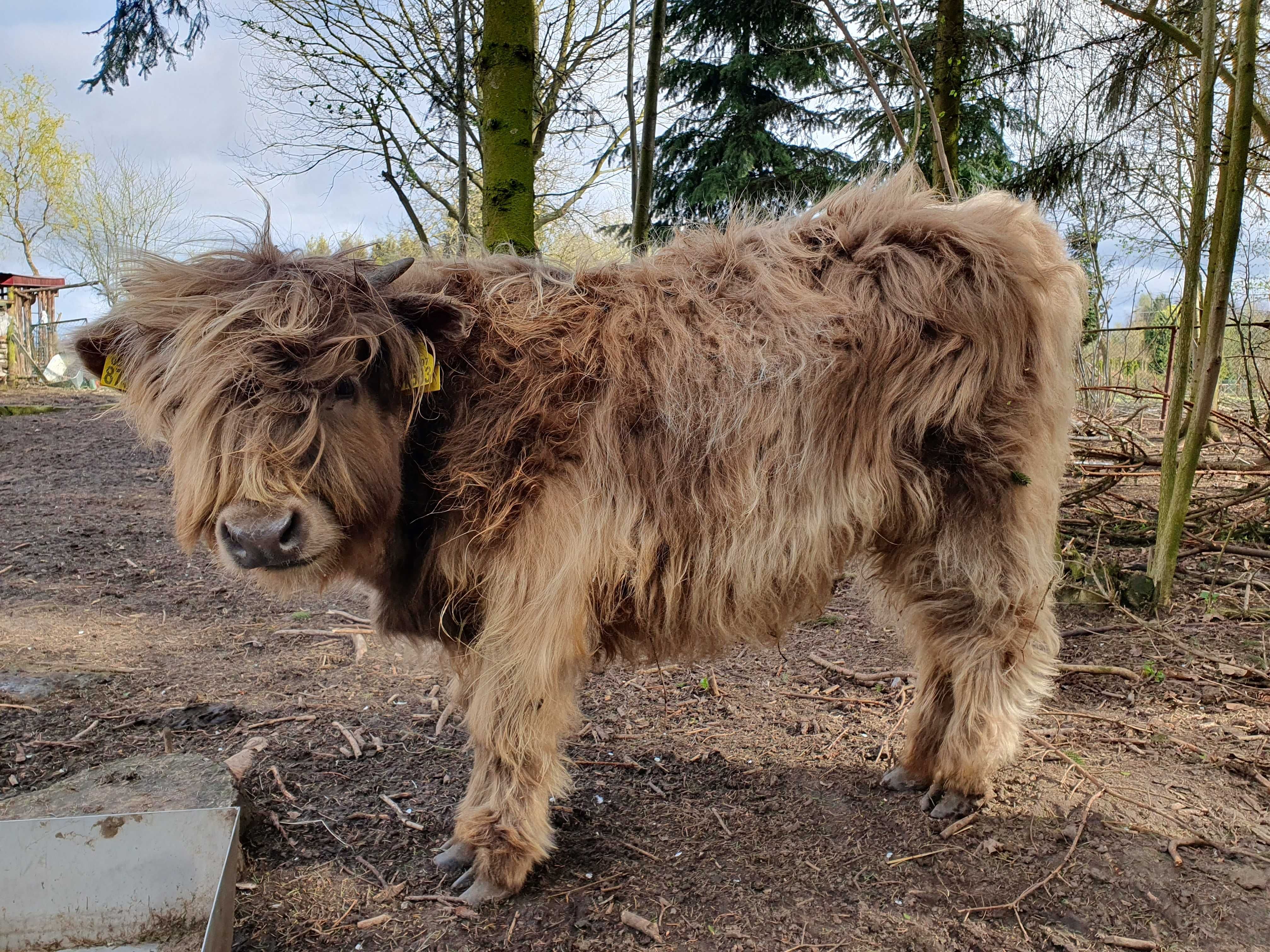 Bydło szkockie Highland Cattle byki