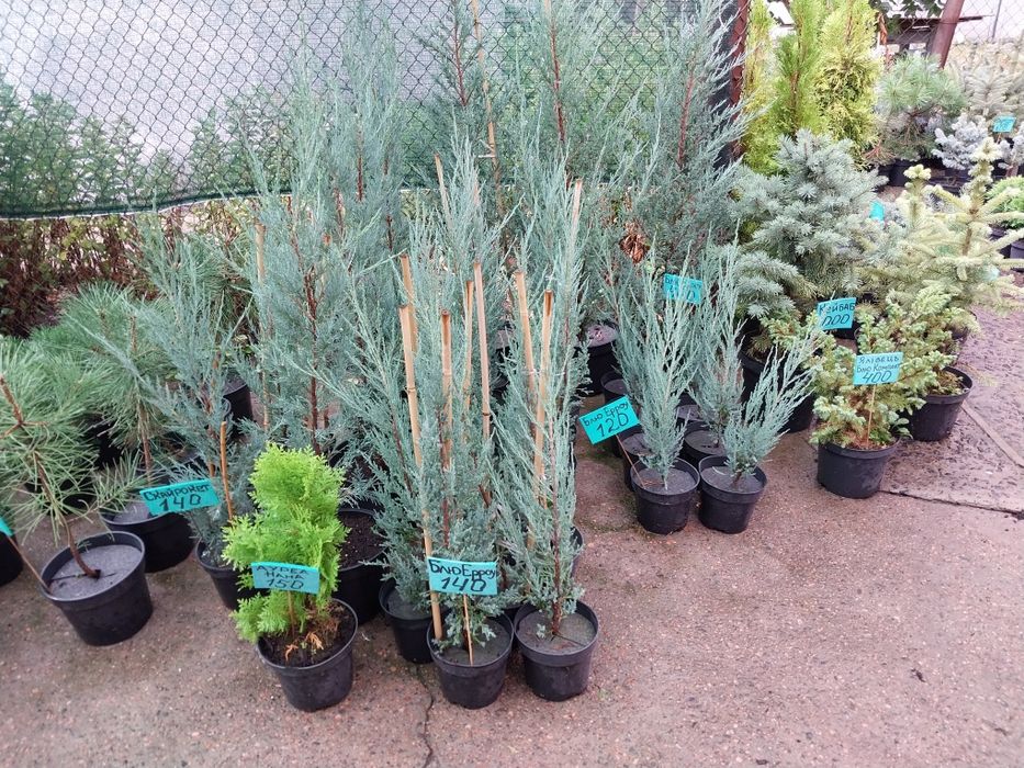 Туя Смарагд 45-50 см у горщику 2 л; ялинки, ялівці, сосни, хвойні росл