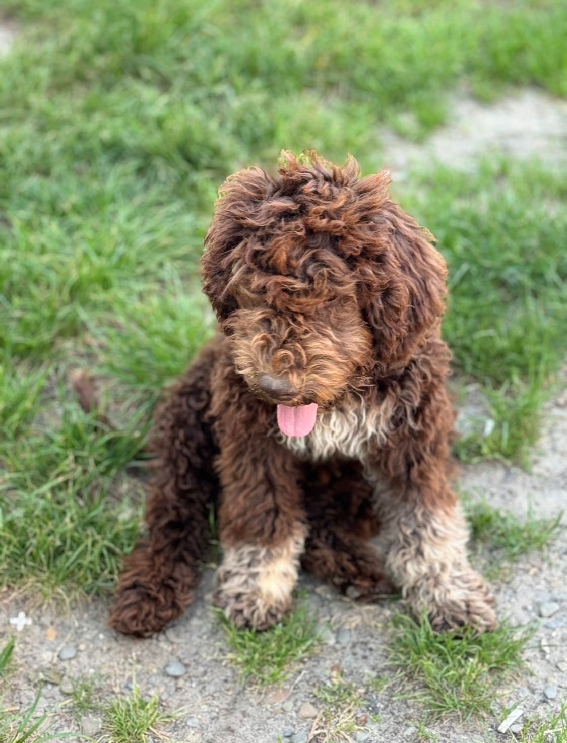 Lagotto Romagnolo piesek FCI