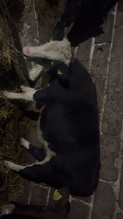 Jałówka mięsna siment