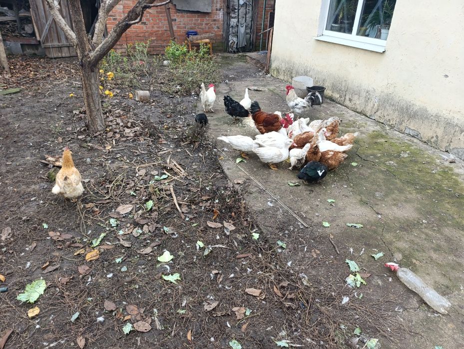 Индоутки белой масти петухи куры декоративные срочно в связи с переезд