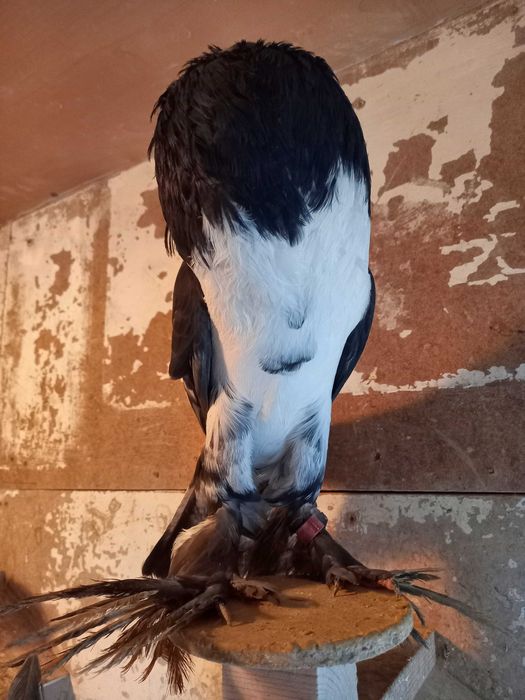 Garłacz, garłacze hanackie