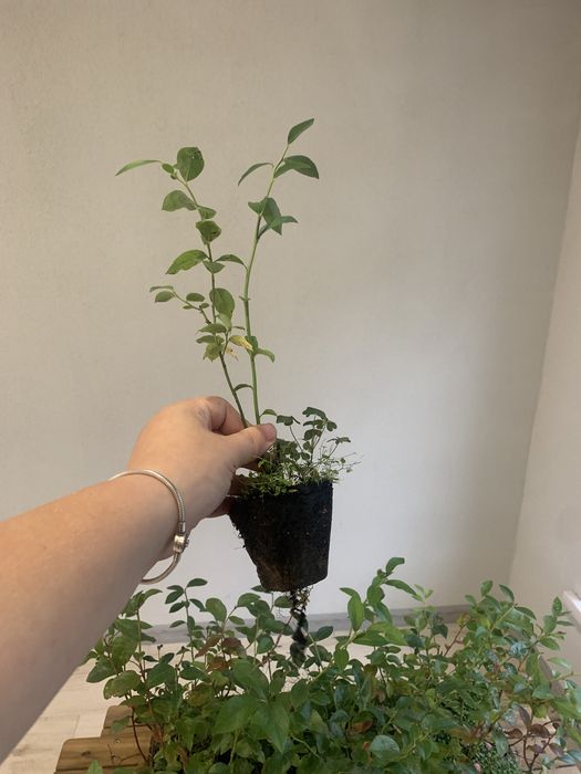 Лохина 1-річка в касетах по 40 шт (голубика, чорниця)