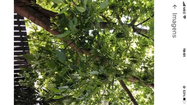 Acer Negundo (arvore de folhagem frondosa e fresca)