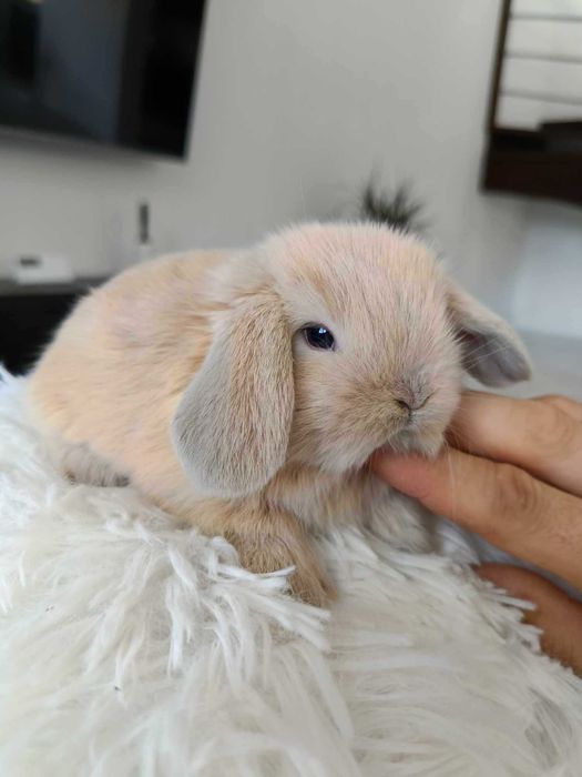 Mini lop karzełek Teddy hodowla zarejestrowana