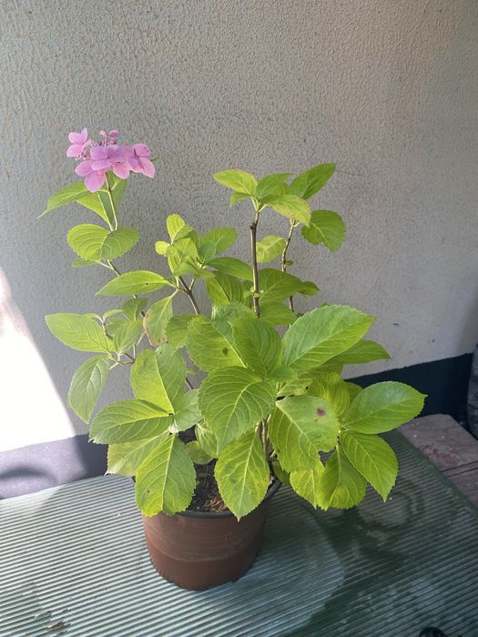 Гортензия  крупнолистная хамелеон в горшках