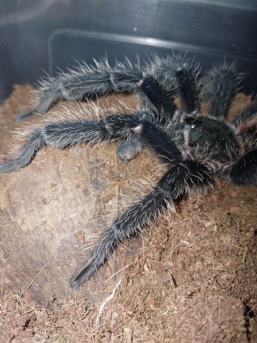 Lasiodora Parahybana dorosły samiec