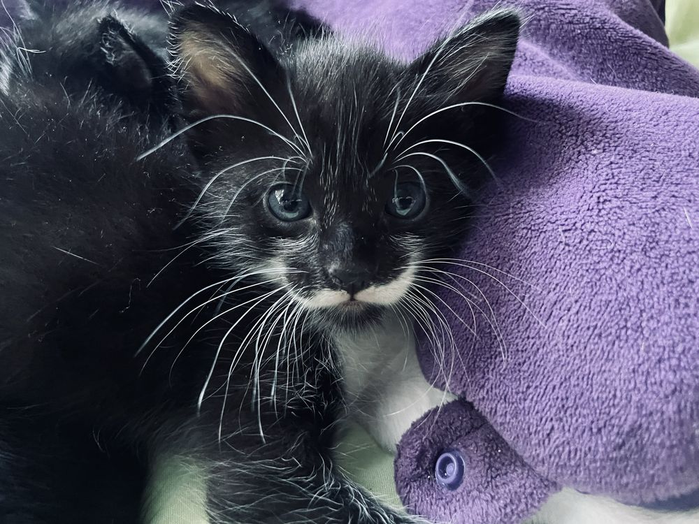 Gatinhos para adopção