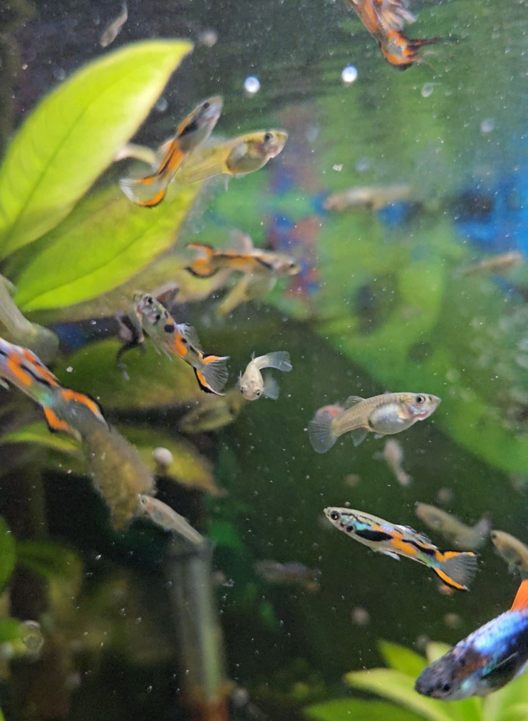 Guppys Endler jovens