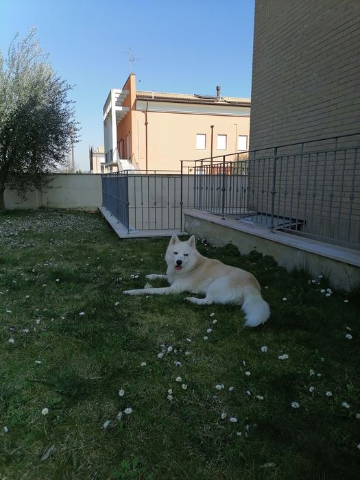 Вязка Сибирский Хаски в Активном поиске