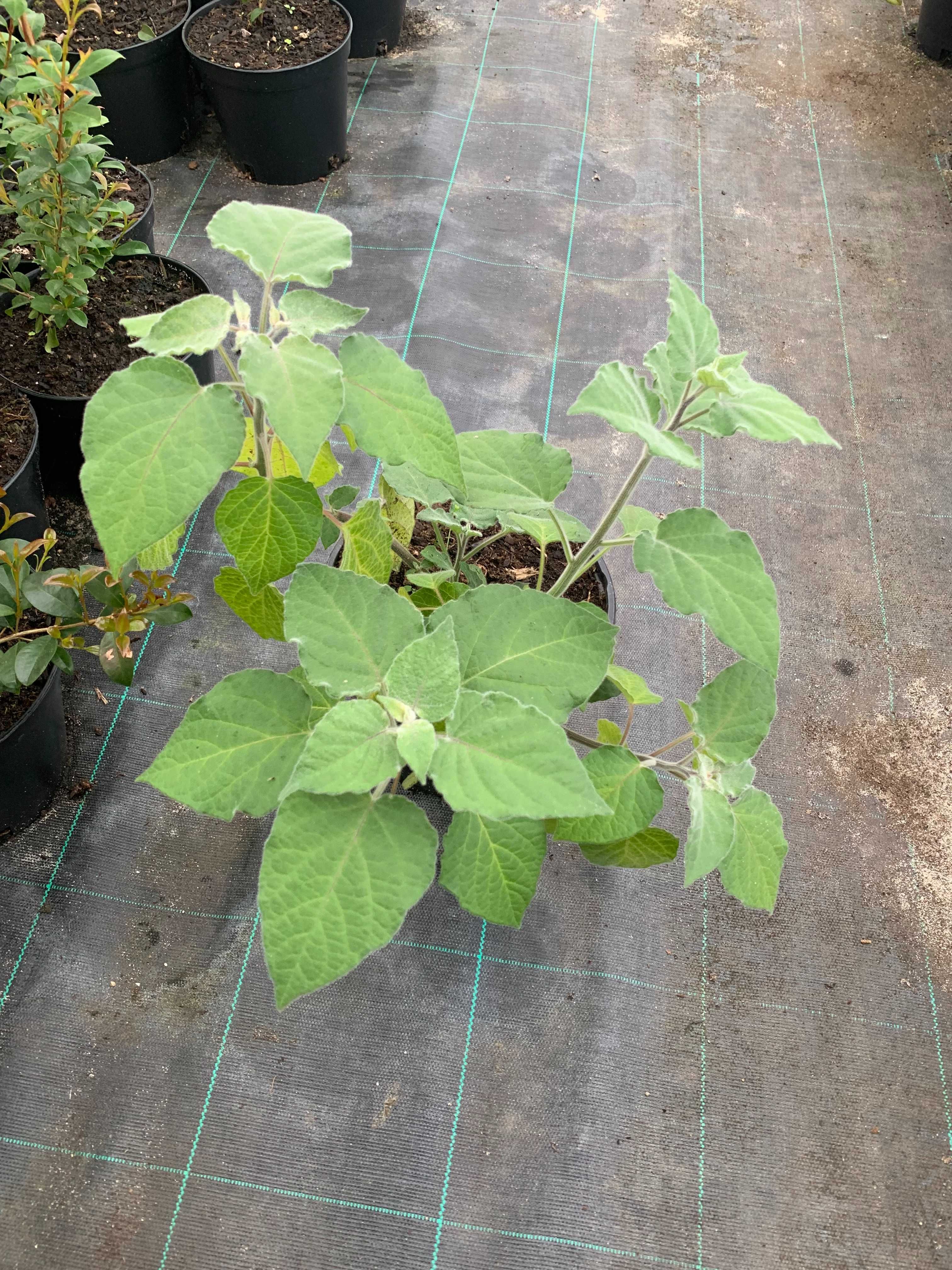 Planta de Physalis – Exótica e Produtiva