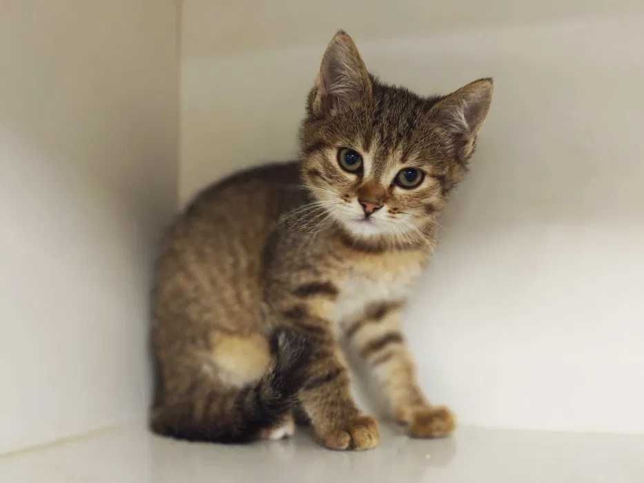 Пуша гарне котеня 2 міс шукає дім