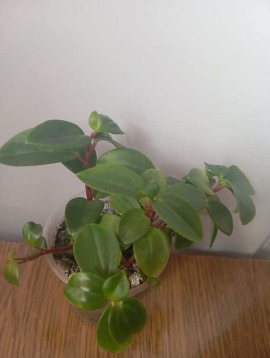 Кімнатні рослини