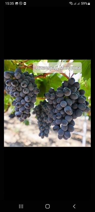 Саженцы плодовых и экзотических деревьев