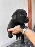 Piesek Labrador Retriever , ksiażeczka zdrowia, rodowód, umowa