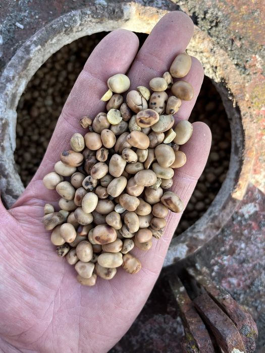 Bobik czyszczony ladny