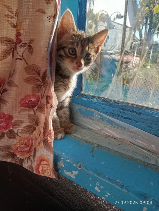 Кошенята безкоштовно