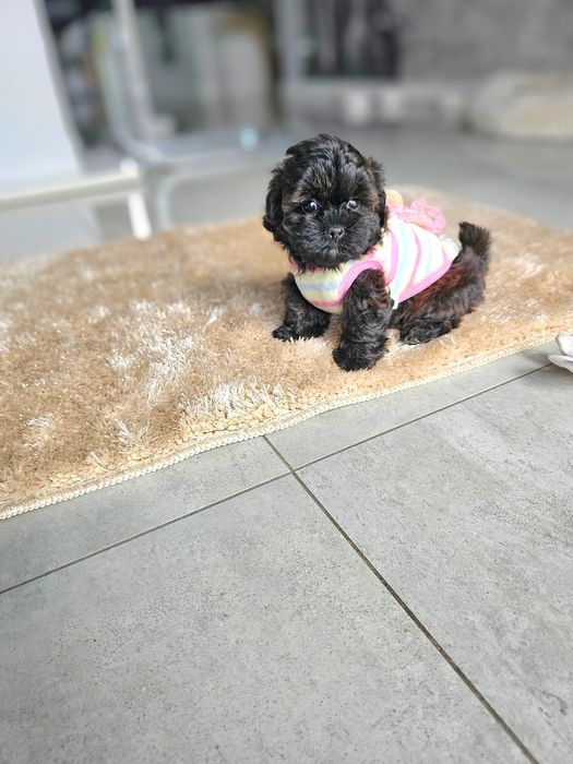 Zobacz Filmik Zjawiskowa Dziewczynka Maltipoo