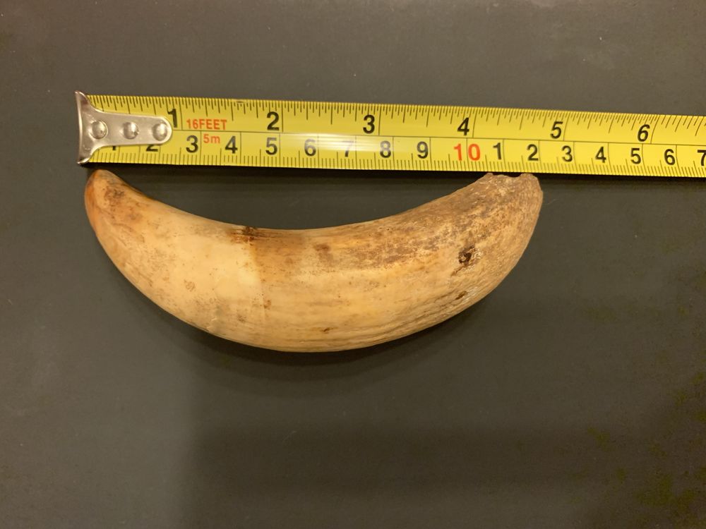 DENTE DE CACHALOTE