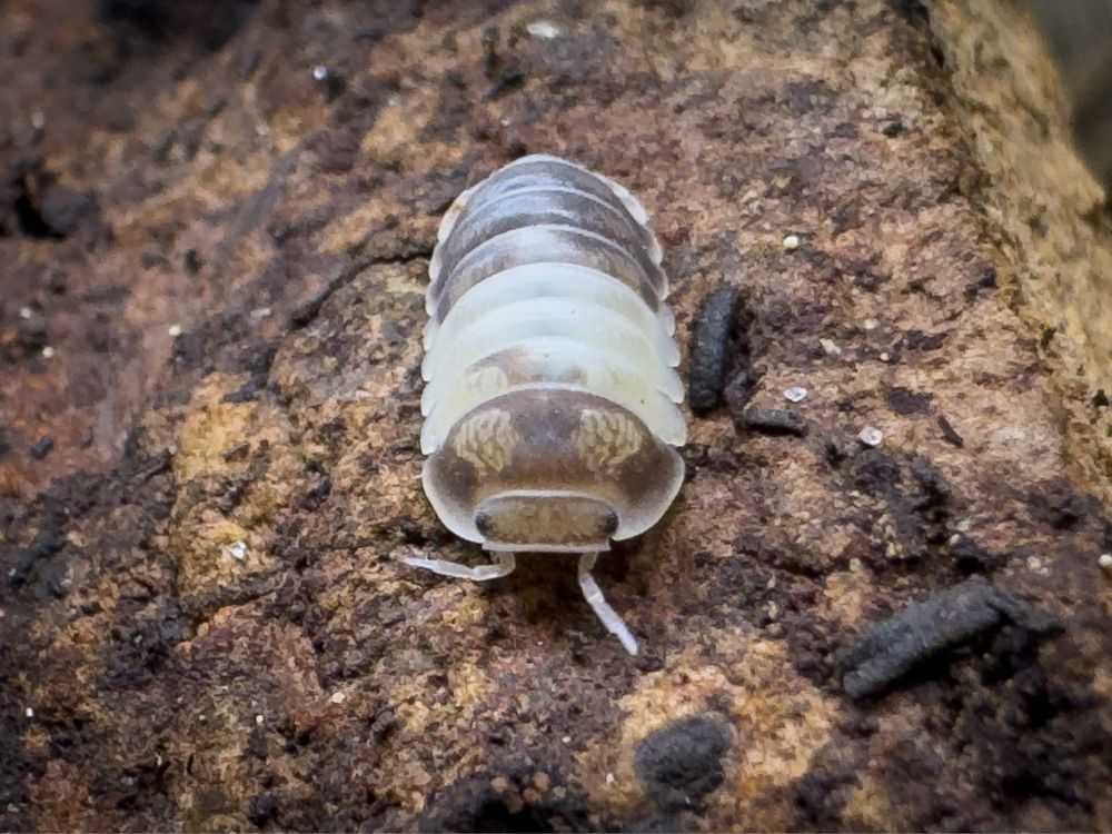 Izopody Cubaris sp. “Panda King” 12szt. - ekipa sprzątająca
