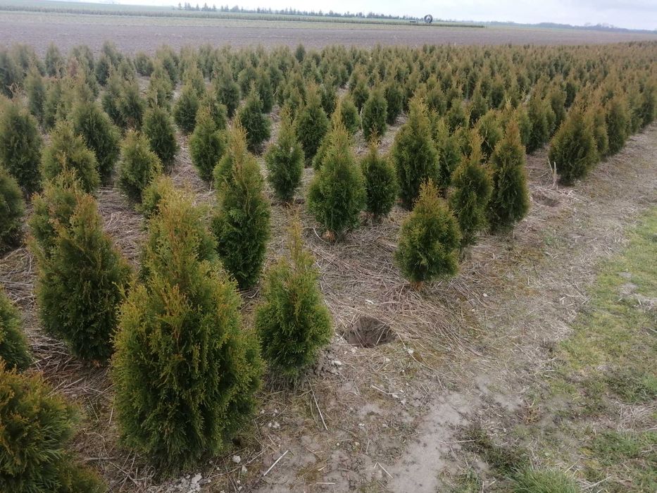 Thuja Tuja Smaragd 100-120cm Szmaragd (nie Brabant) żywopłot
