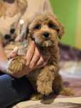 Maltipoo f1 piesek szczenię metryka chip do odbioru