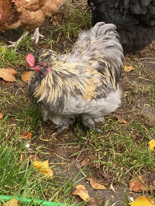 Kogut mix karzełek-silka