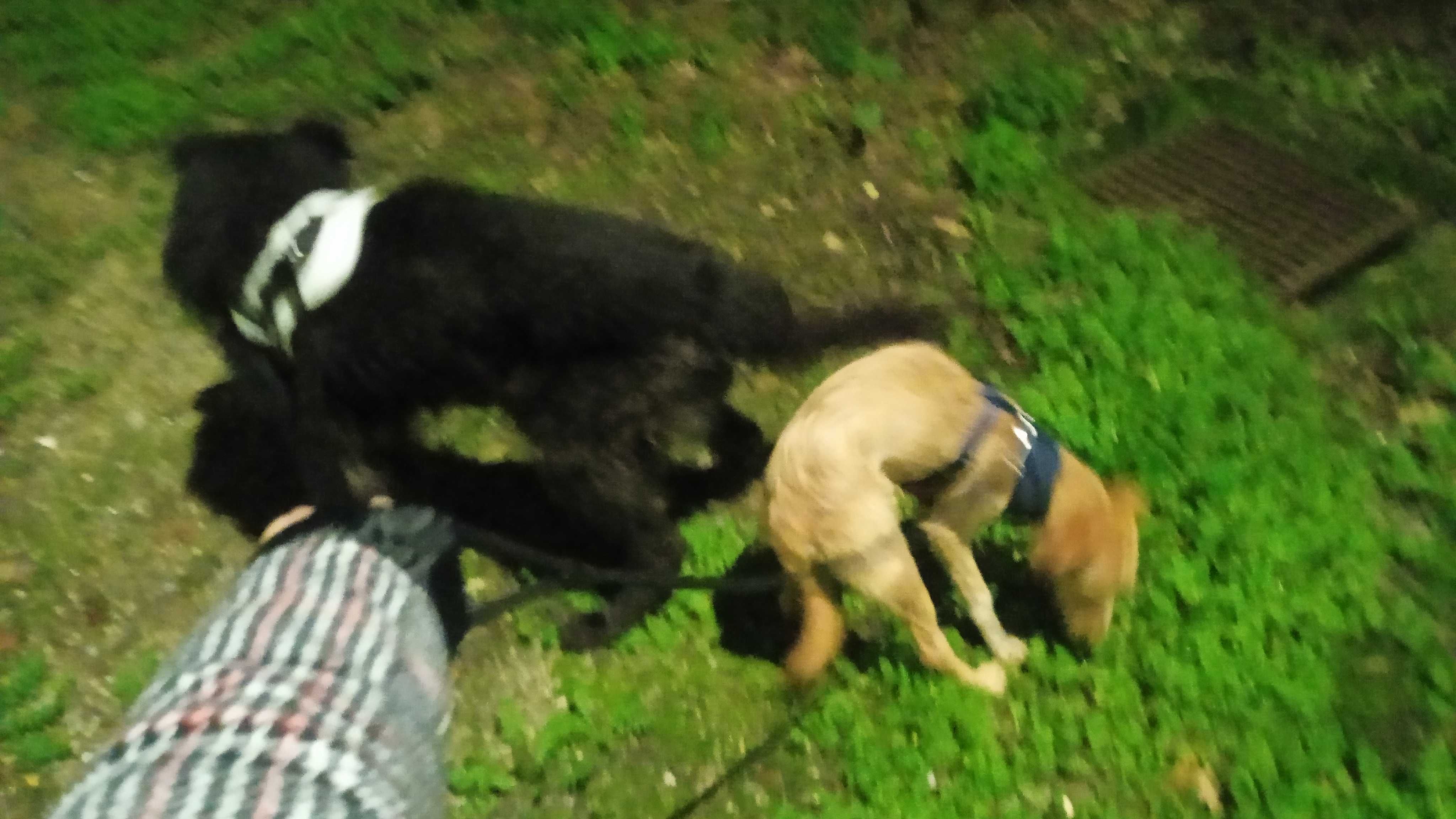 Dois cães para adoção