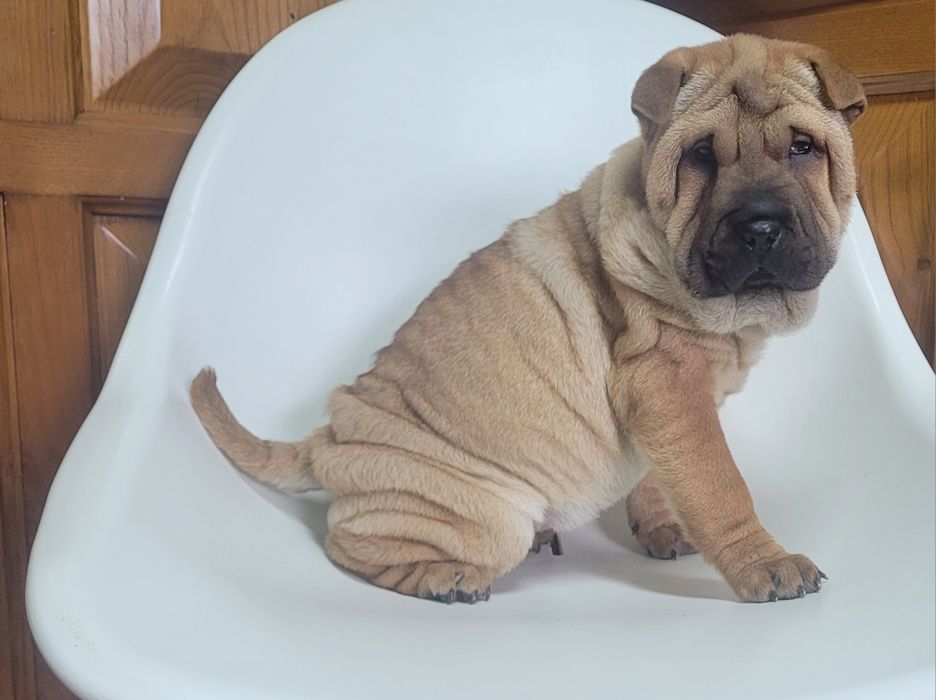 Sharpei femea fantástica