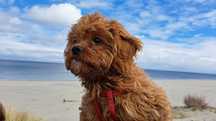 CAVAPOO mix cavalier & pudel toy RED gotowy do odbioru - pies
