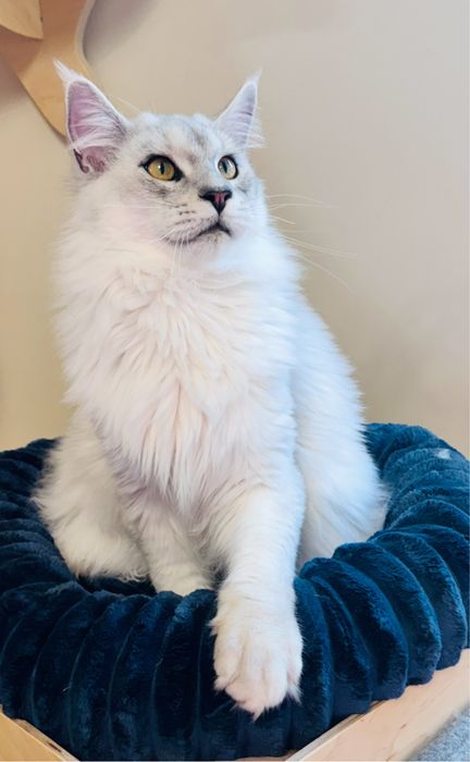 Kocurek Maine Coon  opcja hodowlana rodowod FPL /FIFA opcja hodowlana