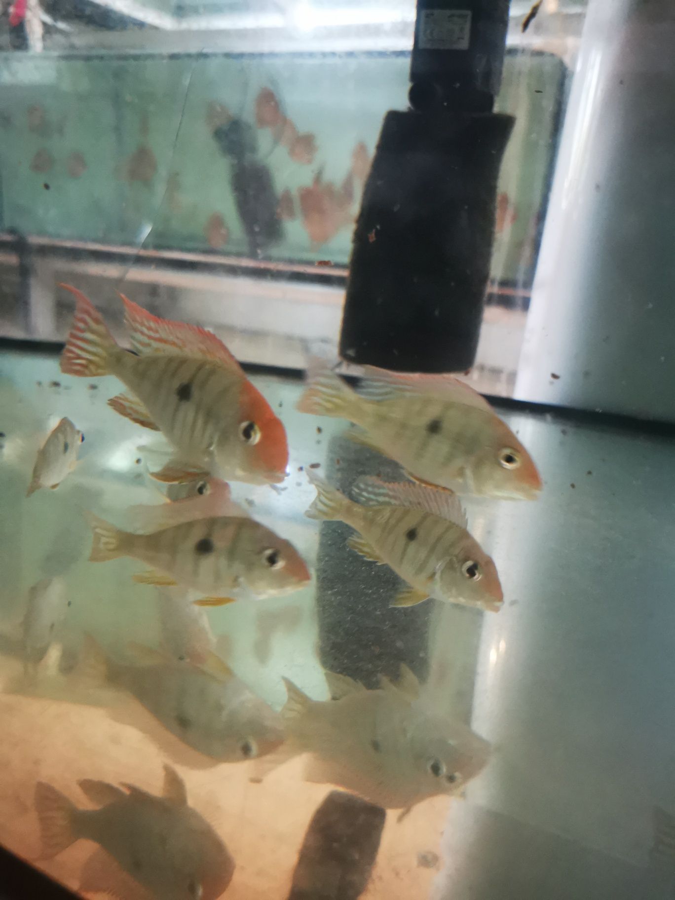 Ziemiojad Red Head Tapajos