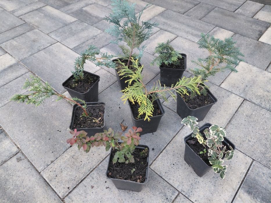 Хвойні в р9,мікс рослин