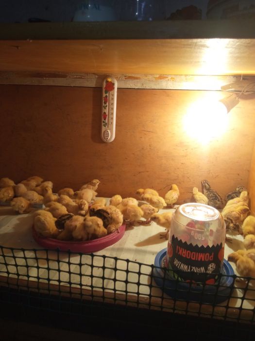 Перепілки,інкубаційне-харчове яйце породи англійська біла,фараон,фенік