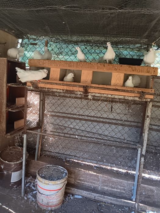 Pombas de leque  brancas