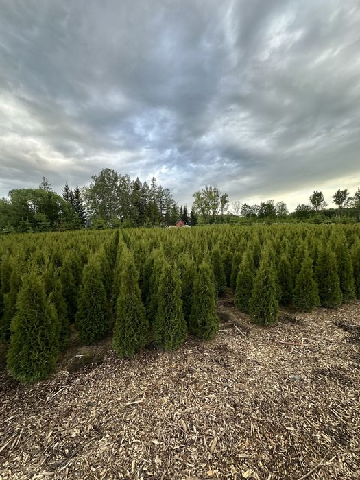 Tuja szmaragd sadzenie ogrodzenie żywopłot transport