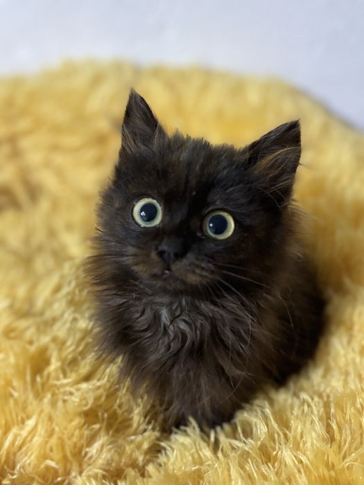 Кошеня в добрі руки