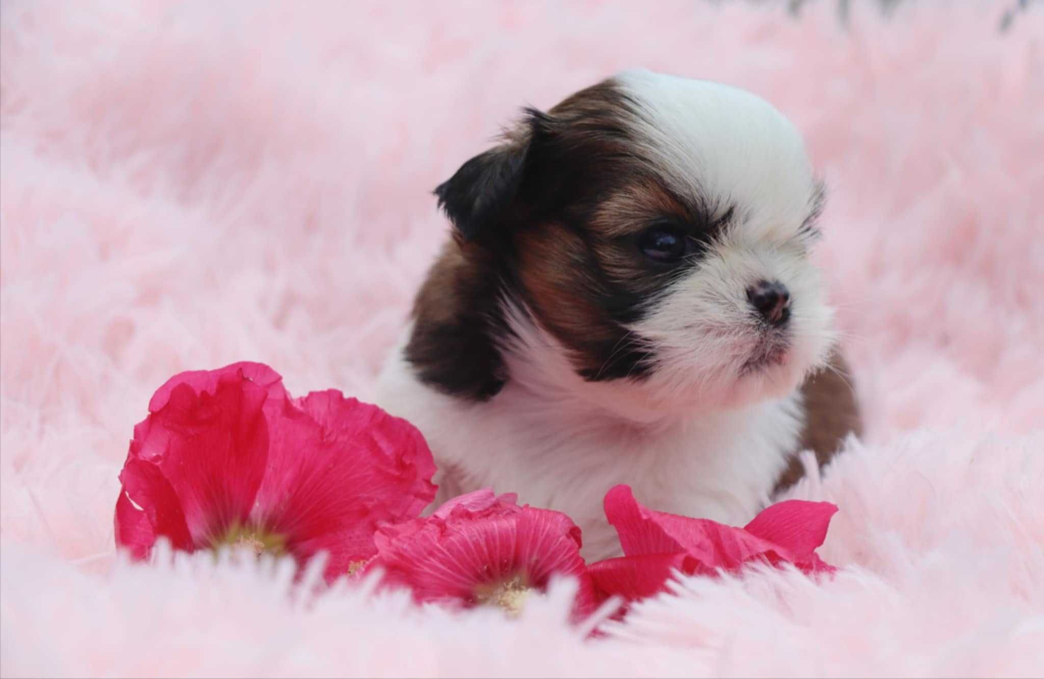 Szczenię (suczka) shih tzu ZKwP (FCI)