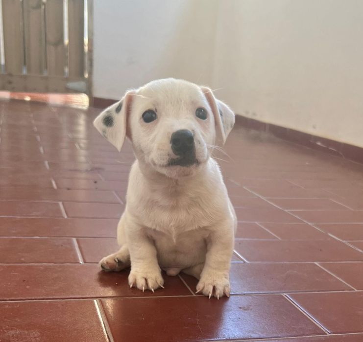 Jack Russell terrier macho branco