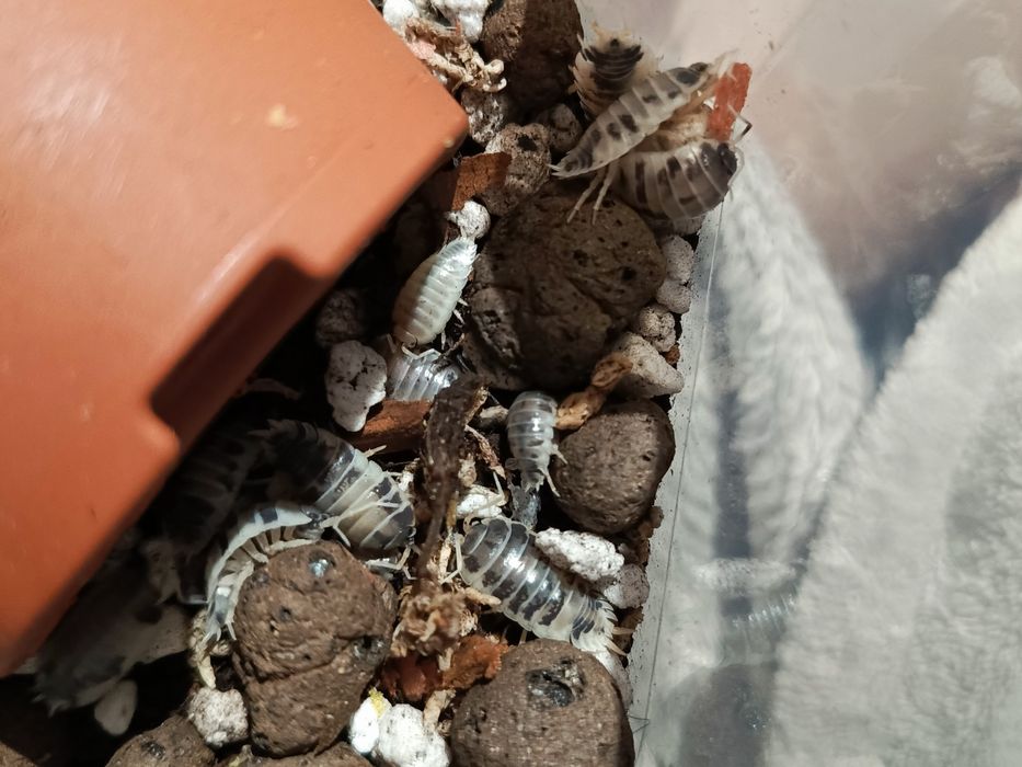 isopod dairy cow porcellio laevis