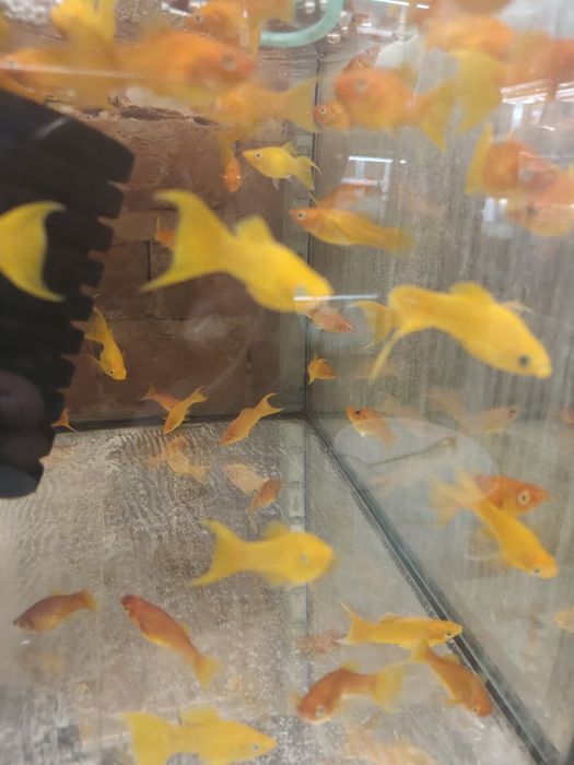 MISIEKZOO Żyworódki - Molinezje / Czarna / Złota /Red /Złoto-Czarna